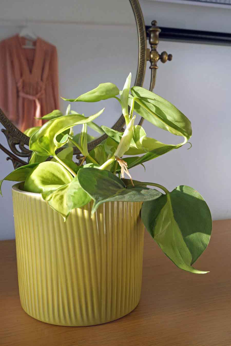 Philodendron Brasil House Plant For Sale UK - Ada's Attic Vintage 