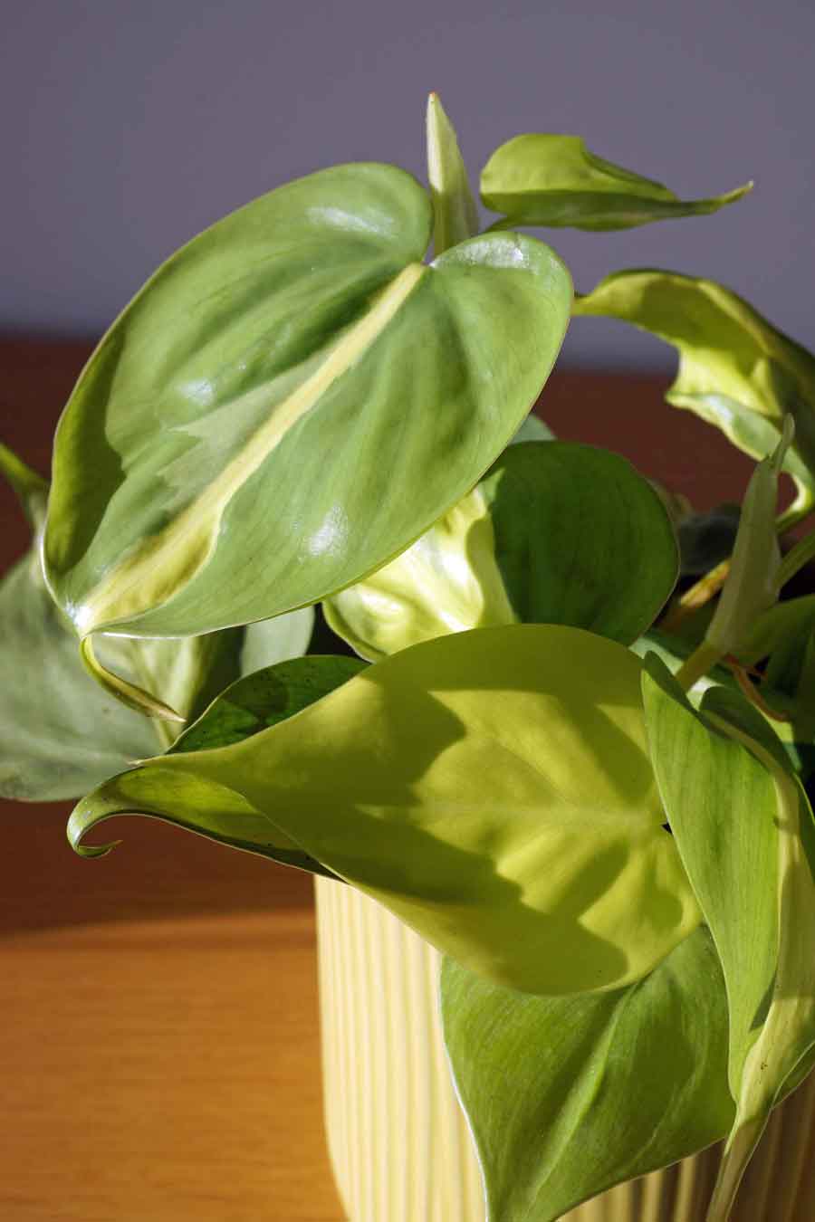 Scadens Brazil Philodendron Trailing Live House Plant - Ada's Attic Vintage